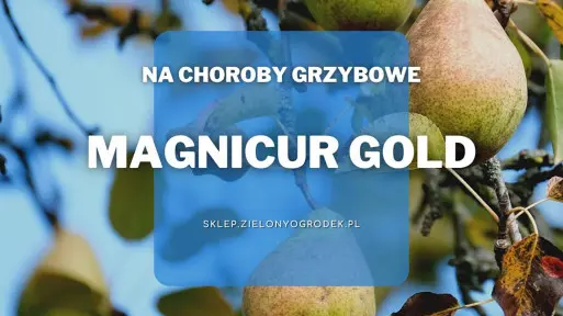 Magnicur Gold – na rdzę gruszy i inne choroby grzybowe