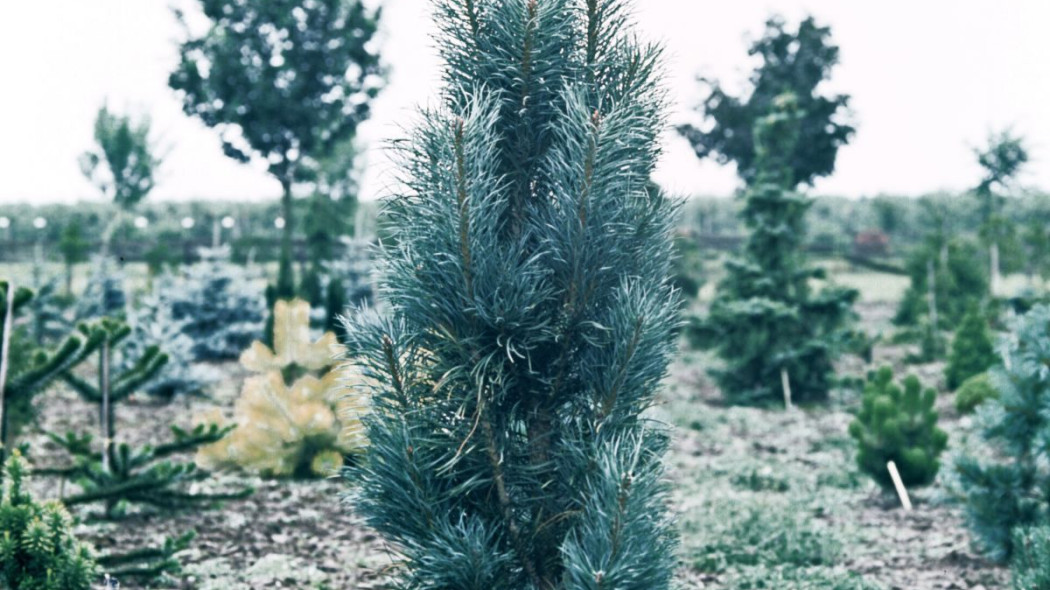 Pinus sylvestris Fastigiata, fot. iVerde