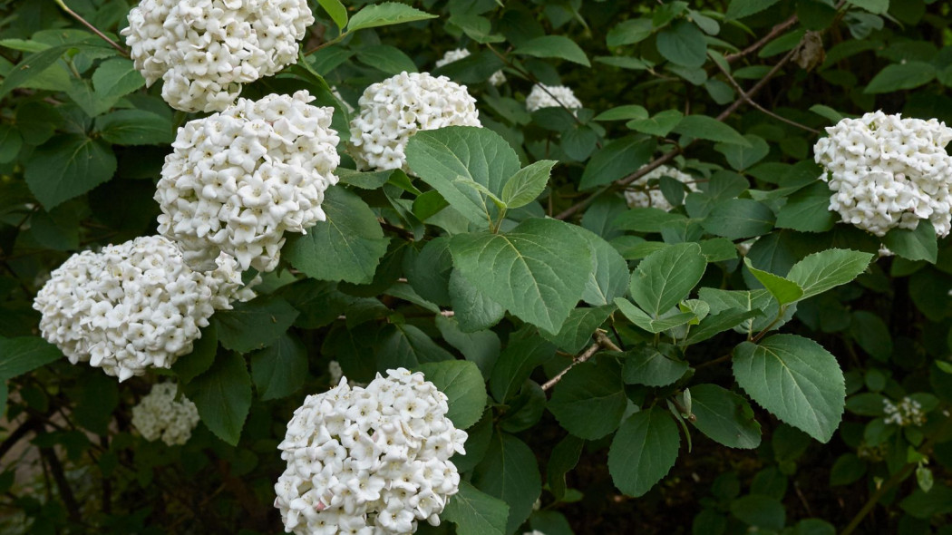 Kalina angielska Viburnum carlcephalum, fot. simonapavan - Depositphotos