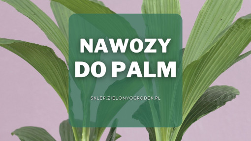 Nawozy do palm | Jakie wybrać i gdzie kupić?