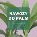 Nawozy do palm | Jakie wybrać i gdzie kupić?