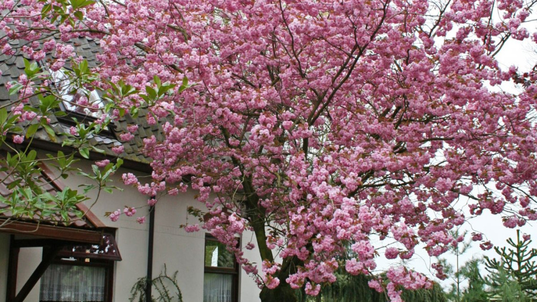 Wisnia pilkowana Prunus serrulata Kanzan, fot. iVerde