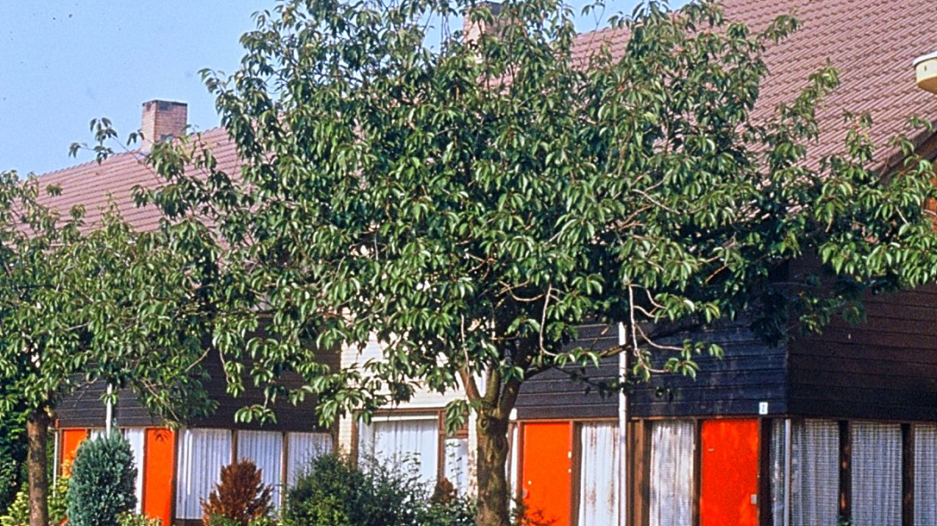 Wisnia pilkowana Prunus serrulata Kanzan, fot. iVerde