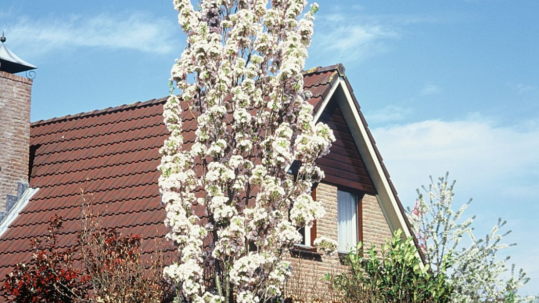 Wisnia pilkowana Prunus serrulata Amanogawa, fot. iVerde