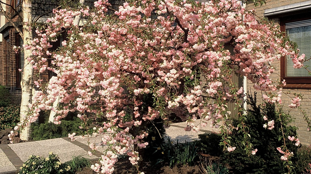 Wisnia pilkowana Prunus serrulata Kikushidare, fot. iVerde