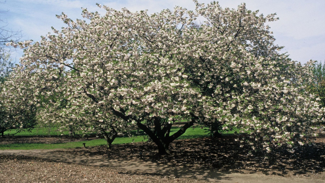 Wisnia pilkowana Prunus serrulata Ichiyo, fot. iVerde