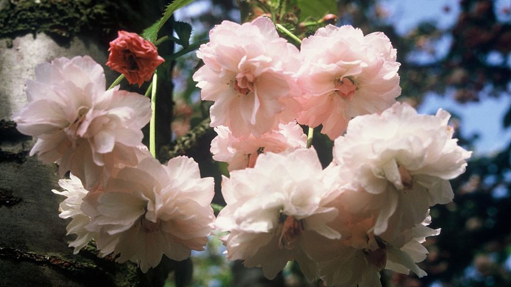 Wisnia pilkowana Prunus serrulata Kuruma-yama, fot. iVerde