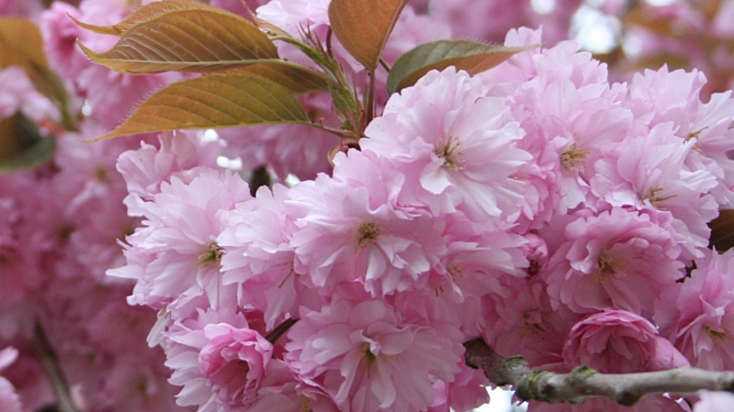 Wisnia pilkowana Prunus serrulata Kanzan kwiety, fot. iVerde