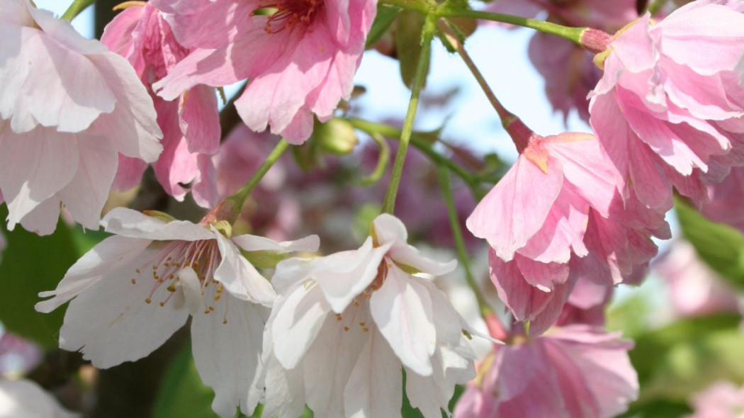 Wisnia pilkowana Prunus serrulata Ariake, fot. iVerde