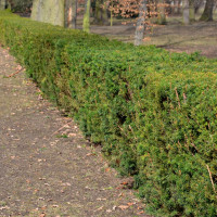 Żywopłot z cisa | Jak założyć? Jak pielęgnować?