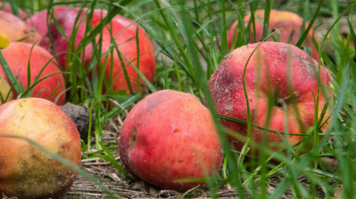 Zimowe odmiany jabłoni – październikowe jabłka