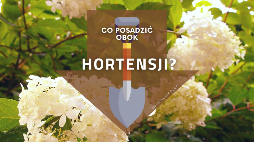 Co posadzic obok hortensji, fot. Pixabay