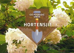 Co posadzić obok hortensji? | Lista roślin