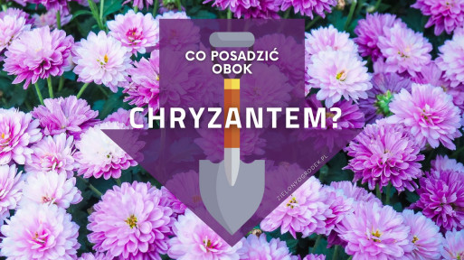 Co posadzić obok chryzantem w ogrodzie? | Lista roślin