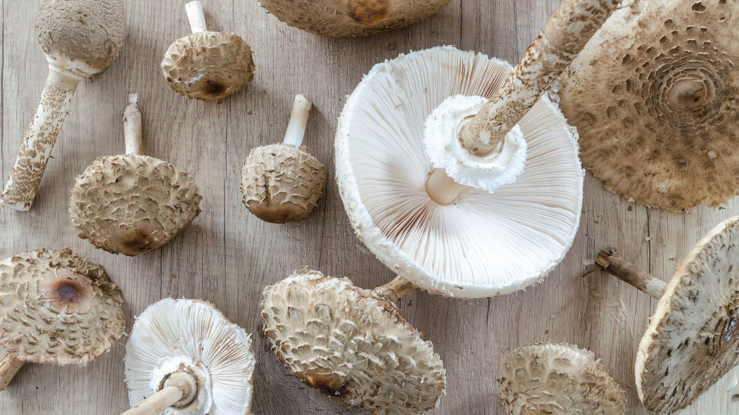 Czybajka kania - macrolepiota procera fot. Goumbik - Pixabay