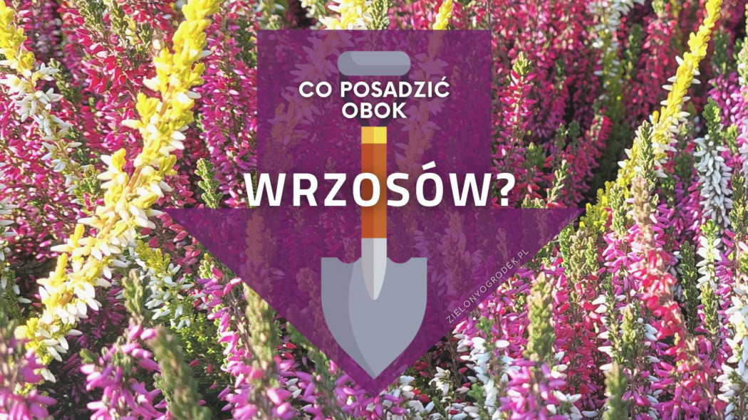 Co posadzic obok wrzosow