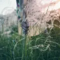 Od kitki po warkocz | Kreatywne sposoby na wiązanie traw ozdobnych i ochronę przed zimą