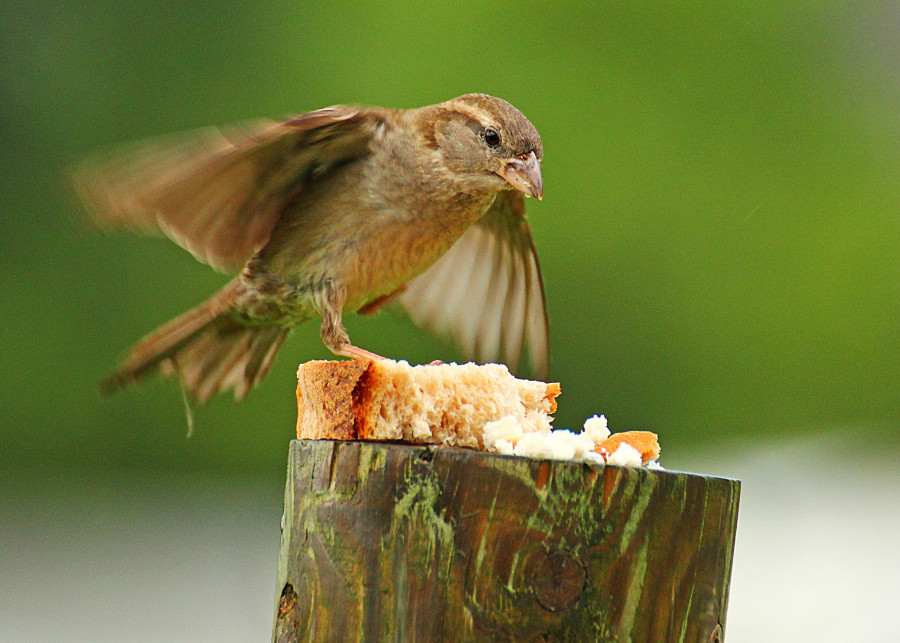 Nie karm ptaków chlebem fot. DaKub - Pixabay