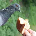 Czym NIE wolno dokarmiać ptaków? Nie dawaj im tych produktów, bo się pochorują!