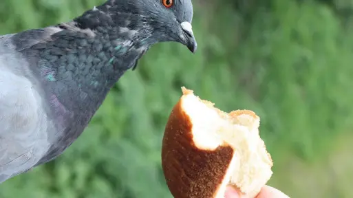 Czym NIE wolno dokarmiać ptaków? Nie dawaj im tych produktów, bo się pochorują!