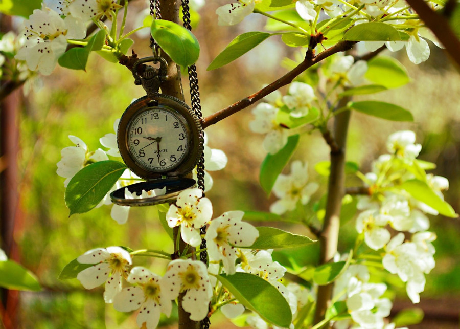 Wiosna w ogrodzie - co robić fot. popovaraissa - Pixabay