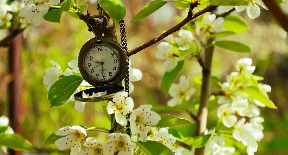 Co robić wiosną w ogrodzie? | Praktyczne porady i lista prac do zrobienia