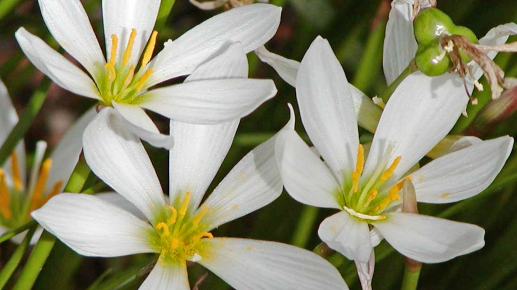 Zefirant bialy Zephyranthes candida, fot. Stan Shebs (CC BY-SA 3.0) - Wikimedia