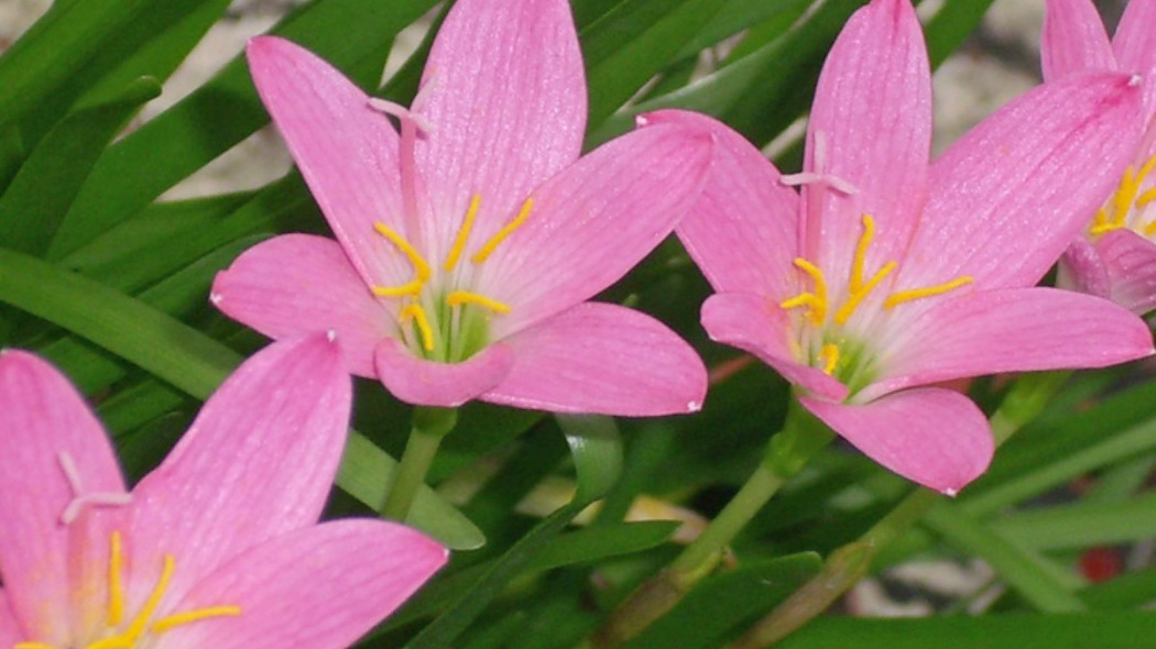 Zephyranthes rosea, fot. Epibase (CC BY-SA 2.0) - Wikimedia