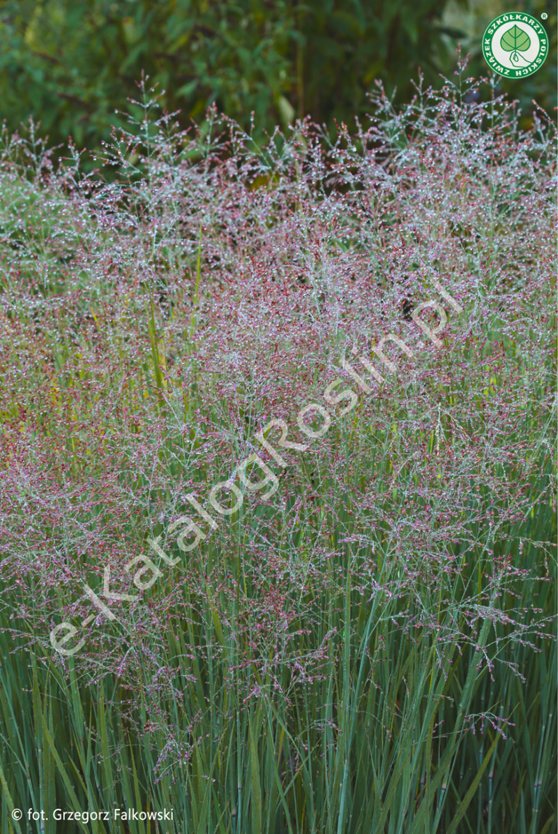 proso rózgowate Panicum virgatum Prairie Sky Fot. Grzegorz Falkowski