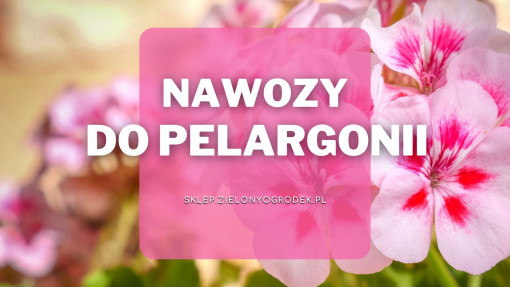 Nawozy do pelargonii | Jakie wybrać i gdzie kupić?