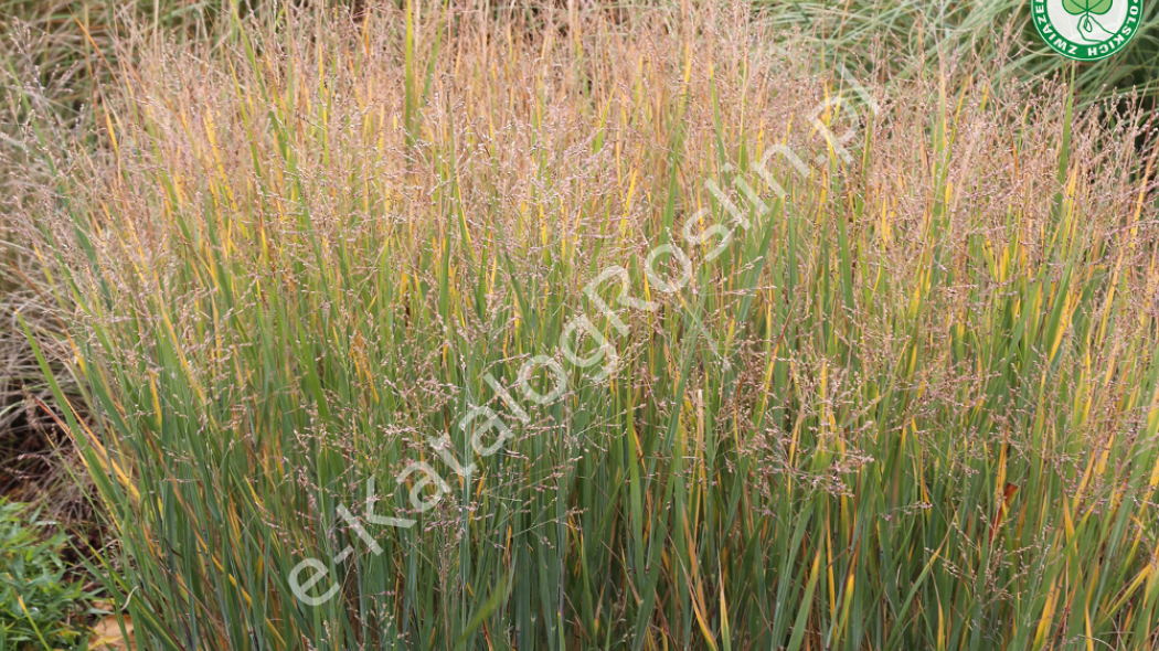 proso rózgowate Panicum virgatum Prairie Sky Fot. Grzegorz Falkowski ZSzP