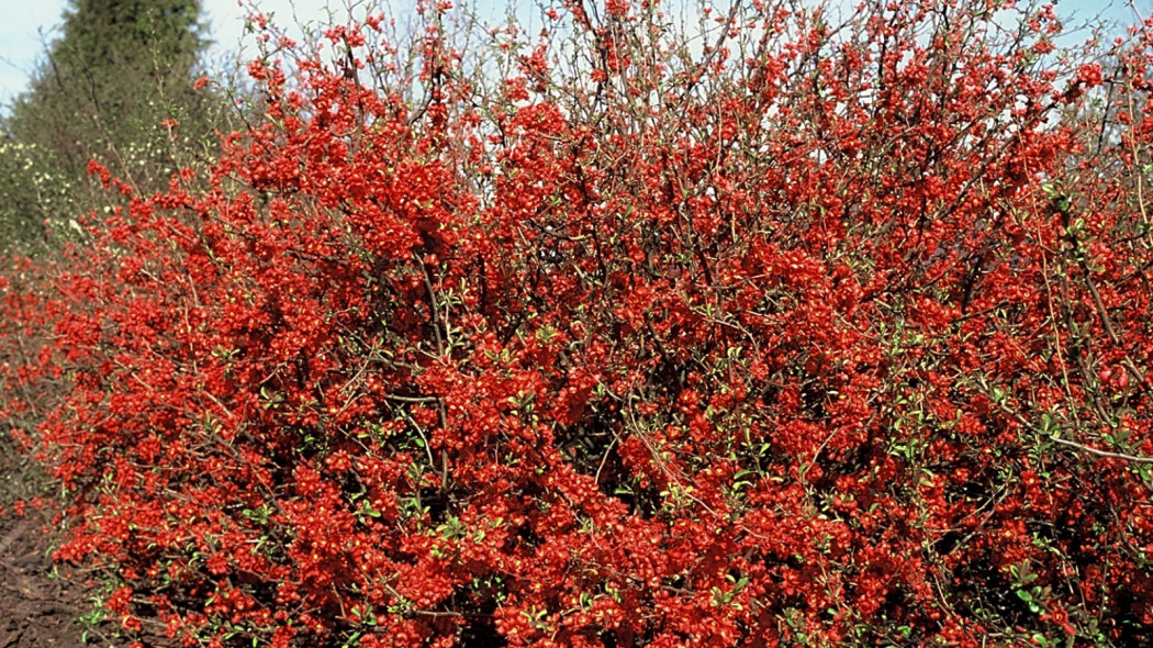 Chaenomeles superba Clementine, fot. iVerde