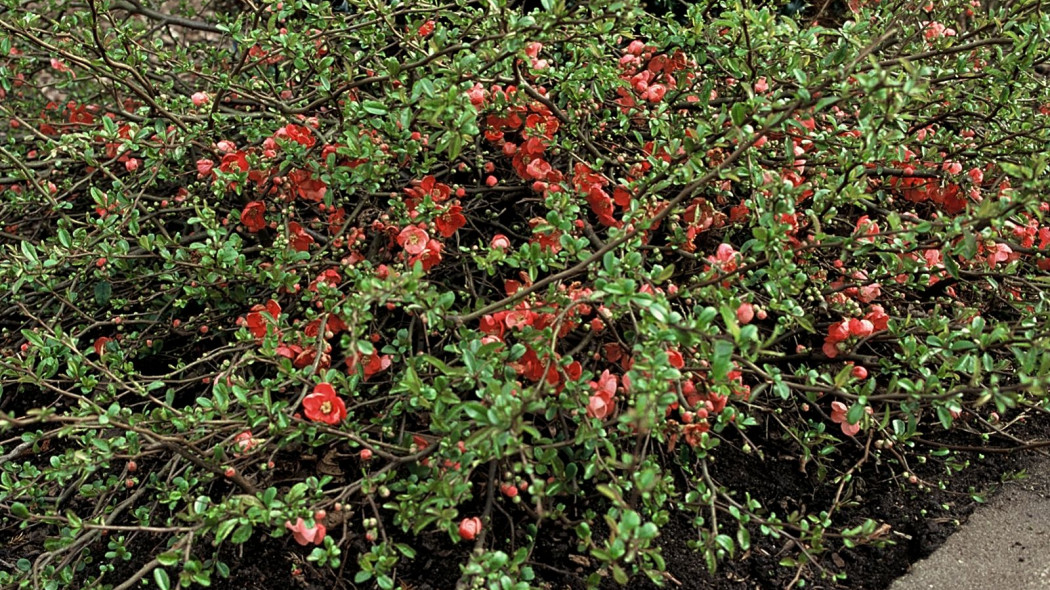 Chaenomeles superba Salmon Horizon, fot. iVerde