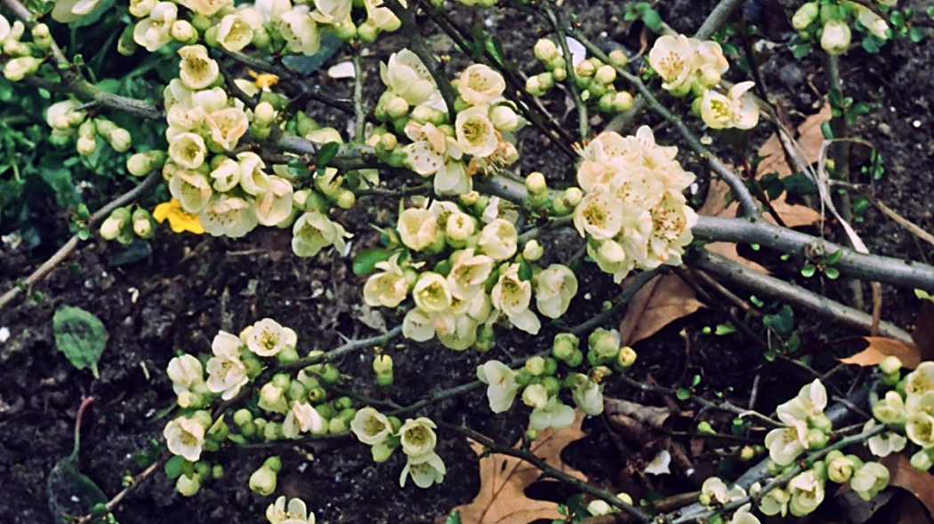 Chaenomeles superba Lemon and Lime, fot. iVerde