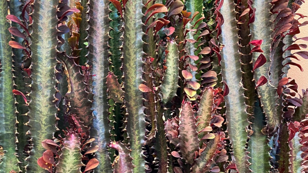 Wilczomlecz trojzebrowy Euphorbia trigona, fot. Jannet Serhan - Unsplash