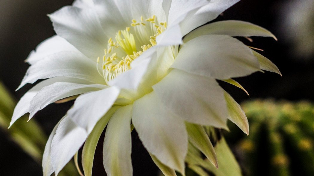 Echinopsis easter lily cactus, fot. ElvinSerb - Pixabay