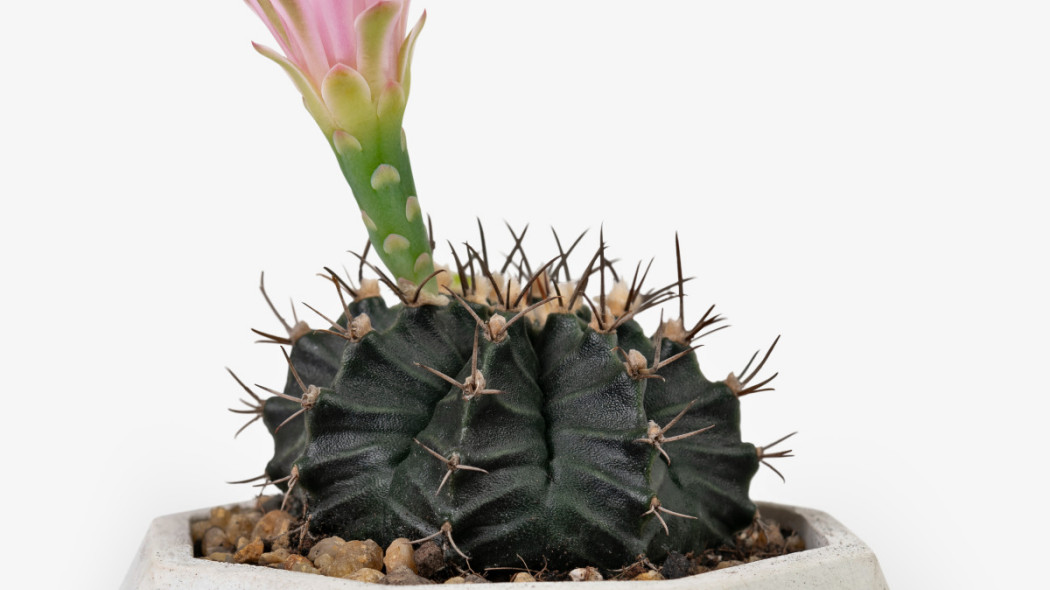 Echinopsis kaktus rozowy kwiat, fot. freepik