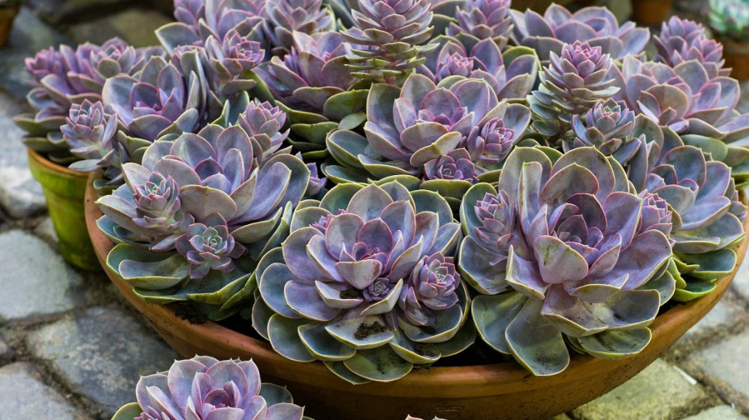 Echeveria sempervivum Eszeweria, fot. Floradania.dk