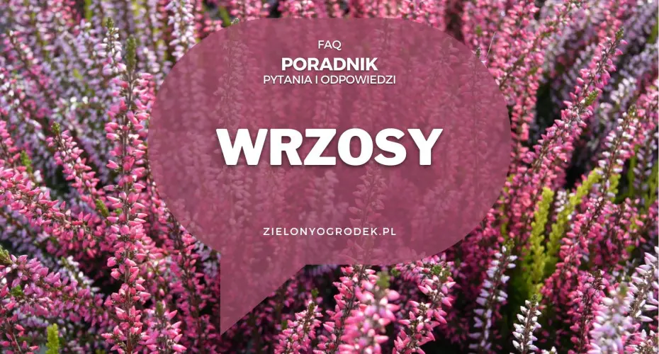 Wrzosy od A do Z | Poradnik w pytaniach i odpowiedziach