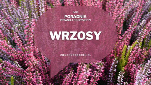 Wrzosy od A do Z | Poradnik w pytaniach i odpowiedziach