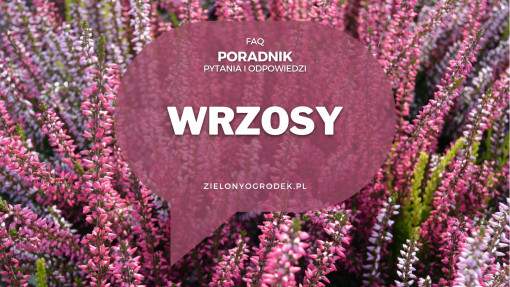 Wrzosy od A do Z | Poradnik w pytaniach i odpowiedziach