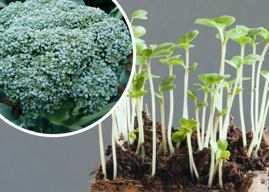 Uprawa brokułów z nasion - rozsada