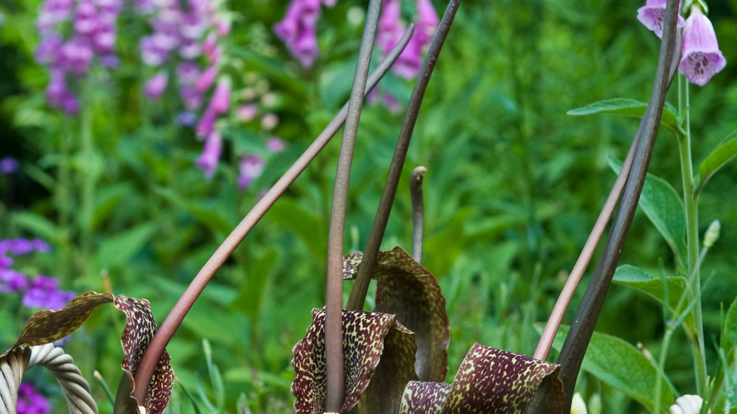 Palczycha kroplista Sauromatum venosum, fot. iBulb