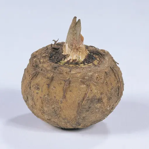 Pałczycha 