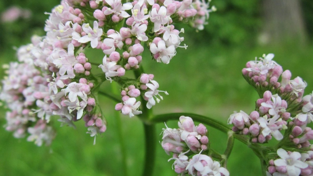 Kozlek lekarski valeriana officinalis kwiaty, fot. WikimediaImages - Pixabay