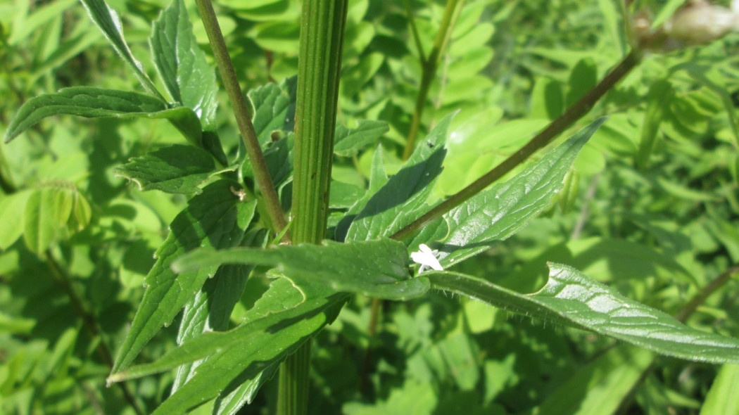 Kozlek lekarski Valeriana officinalis liscie lodyga, fot. AnRo0002 - Wikimedia Commons