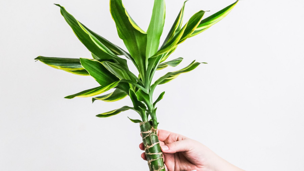 Czy dracena jest trujaca, fot. Reey R - Unsplash