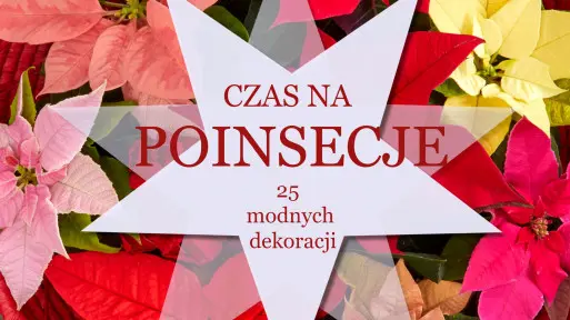 Chcesz, aby Twoje święta były pełne uroku? Poinsecje to sposób na wyjątkowe dekoracje