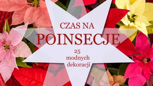 Chcesz, aby Twoje święta były pełne uroku? Poinsecje to sposób na wyjątkowe dekoracje