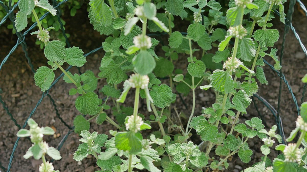 Szanta zwyczajna Marrubium vulgare, fot. Helge Klaus Rieder - Wikimedia Commons